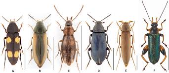 Attēlu rezultāti vaicājumam “Melandryidae”