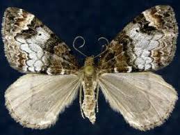 Attēlu rezultāti vaicājumam “Dysstroma truncata”