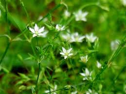 Attēlu rezultāti vaicājumam “Stellaria pallida”