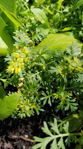 Attēlu rezultāti vaicājumam “Rorippa sylvestris flower”