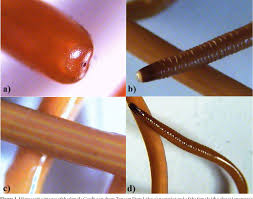 Attēlu rezultāti vaicājumam “Gordius aquaticus”