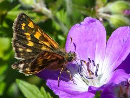 Attēlu rezultāti vaicājumam “Carterocephalus silvicolus male”