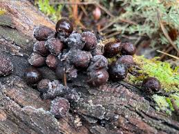 Attēlu rezultāti vaicājumam “Badhamia foliicola”