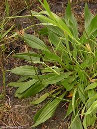 Attēlu rezultāti vaicājumam “Plantago lanceolata”