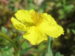 Attēlu rezultāti vaicājumam “Helianthemum nummularium fruit”