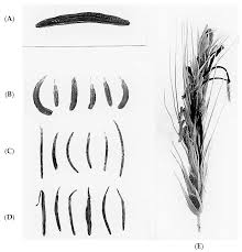 Attēlu rezultāti vaicājumam “Claviceps purpurea”