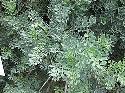 Image result for Ruta graveolens