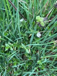 Attēlu rezultāti vaicājumam “Stellaria longifolia flower”