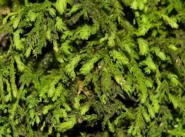 Attēlu rezultāti vaicājumam “Anomodon attenuatus”