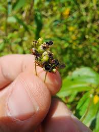 Attēlu rezultāti vaicājumam “Sphacelotheca hydropiperis”