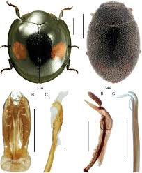 Attēlu rezultāti vaicājumam “Chilocorus renipustulatus”