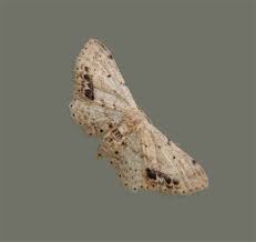 Attēlu rezultāti vaicājumam “Idaea dimidiata”