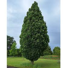 Attēlu rezultāti vaicājumam “Quercus robur Fastigiata”