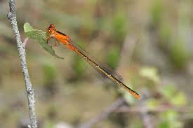 Attēlu rezultāti vaicājumam “Ischnura pumilio”