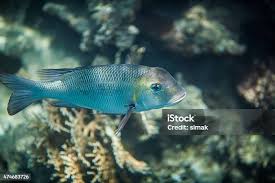 Image result for Monotaxis grandoculis