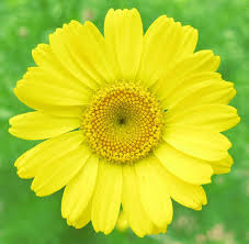 Image result for Färberkamille