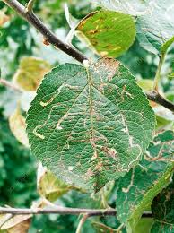 Attēlu rezultāti vaicājumam “Lyonetia clerkella”