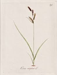 Attēlu rezultāti vaicājumam “Carex cespitosa flower”