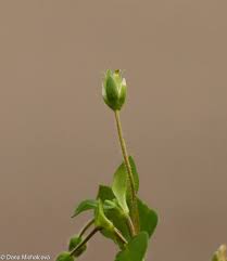 Attēlu rezultāti vaicājumam “Stellaria media bud”