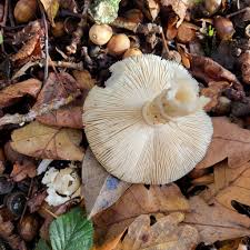 Attēlu rezultāti vaicājumam “Badhamia dubia sessile”