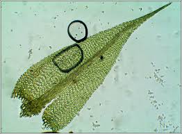 Attēlu rezultāti vaicājumam “Hygroamblystegium varium”