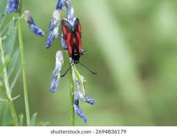 Attēlu rezultāti vaicājumam “Zygaenidae”
