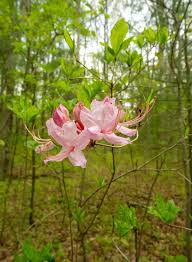 Attēlu rezultāti vaicājumam “Rhododendron periclymenoides flower”