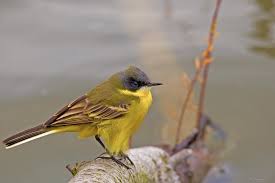 Attēlu rezultāti vaicājumam “Motacilla flava flava”