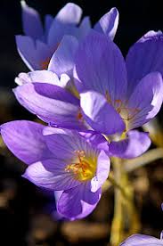 Attēlu rezultāti vaicājumam “Crocus speciosus”