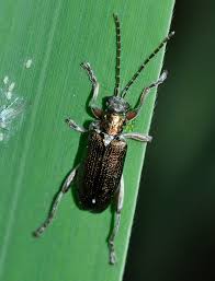 Attēlu rezultāti vaicājumam “Donacia clavipes”