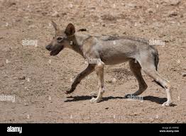 Image result for canis lupus arabs