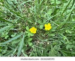 Attēlu rezultāti vaicājumam “Potentilla reptans bud”