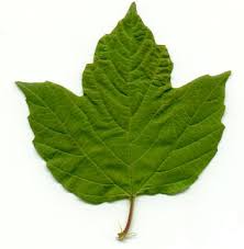 Attēlu rezultāti vaicājumam “Viburnum opulus leaf”