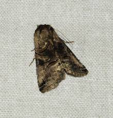 Attēlu rezultāti vaicājumam “Anacampsis blatariella”