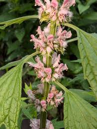Attēlu rezultāti vaicājumam “Leonurus cardiaca flower”