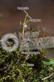 Attēlu rezultāti vaicājumam “Plagiomnium undulatum sporophyte”