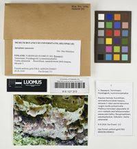 Attēlu rezultāti vaicājumam “Elmerina caryae”