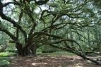 LIVE OAK Society - LGCF, Inc.