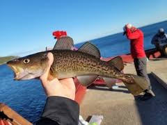 Image result for Gadus macrocephalus