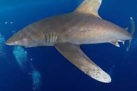 Image result for Carcharhinus longimanus