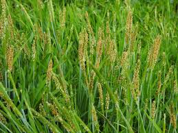 Attēlu rezultāti vaicājumam “Alopecurus aequalis leaf”