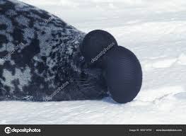 Image result for Cystophora cristata