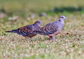 Image result for Streptopelia orientalis