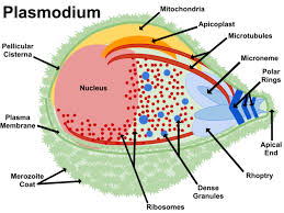 Attēlu rezultāti vaicājumam “Diachea muscorum plasmodium”