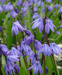 Attēlu rezultāti vaicājumam “Scilla siberica”