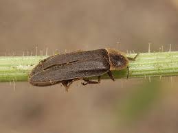 Attēlu rezultāti vaicājumam “Lampyris noctiluca”