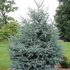 Attēlu rezultāti vaicājumam “Picea abies fo. virgata”