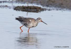 Image result for Tringa erythropus