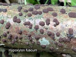 Attēlu rezultāti vaicājumam “Hypoxylon fuscum”