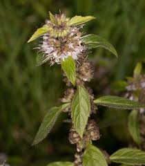Attēlu rezultāti vaicājumam “Mentha arvensis flower”